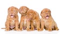 Group Bordeaux puppy dog. isolated on white background Royalty Free Stock Photo