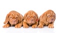 Group Bordeaux puppy dog lying in front view. isolated on white Royalty Free Stock Photo