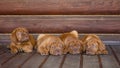 Group Bordeaux puppy dog lying in front view near wood wall