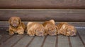 Group Bordeaux puppy dog lying in front view near wood wall Royalty Free Stock Photo