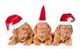 Group Bordeaux puppy dog in red santa hats. isolated on white Royalty Free Stock Photo