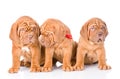 Group Bordeaux puppy dog sitting in front. isolated on white Royalty Free Stock Photo