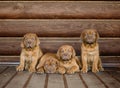 Group Bordeaux puppy dog sitting in front view near wood wall