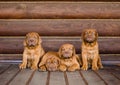 Group Bordeaux puppy dog sitting in front view near wood wall