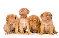 Group Bordeaux puppy dog. on white background Royalty Free Stock Photo