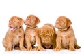 Group Bordeaux puppy dog. on white background Royalty Free Stock Photo