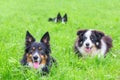 Group of border collies lying in green grass