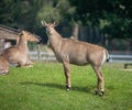 Group of Boselaphus tragocamelus, also known as nilgai. ZSL Whipsnade Zoo, Bedfordshire, England.