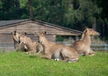 Group of Boselaphus tragocamelus, also known as nilgai. ZSL Whipsnade Zoo, Bedfordshire, England.