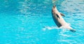 A group of bottlenose dolphins performing a tail stand Royalty Free Stock Photo