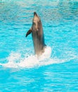 A group of bottlenose dolphins performing a tail stand Royalty Free Stock Photo