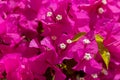 Group of Bougainvillea spectabilis, or great bougainvillea red flower with yellow pollen. Selective Focus