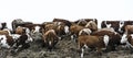 Group of bovines in deep winter Royalty Free Stock Photo