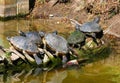 Group of box turtles huddled on a log Royalty Free Stock Photo