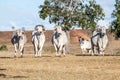 A group of brahman cows standing by a tree