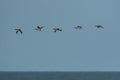 Group of Brant Goose above sea Royalty Free Stock Photo