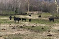 Group of brave black cows grazing in a field in Extremadura horizontal Royalty Free Stock Photo