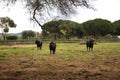 Group of brave bulls of black color and big horns looking defiantly in the middle of the field. Concept livestock, bravery,