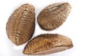 Group of Brazilian nuts Royalty Free Stock Photo