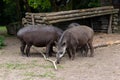 Group of Brazilian Tapirs