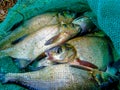 Group of the bream fishes laying in the fishing net.