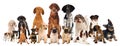 Group of breed dogs isolated Royalty Free Stock Photo