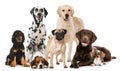 Group of breed dogs Royalty Free Stock Photo