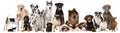 Group of breed dogs Royalty Free Stock Photo