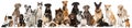 Group of breed dogs Royalty Free Stock Photo