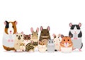 Group of cute pet rodents