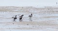 Group of Brent Goose standing at Dutch wadden beach Royalty Free Stock Photo
