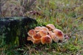 Group of Brick mushrooms on rotting wood