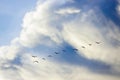 Group of brids isolated on sky background Royalty Free Stock Photo