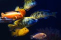 Group of bright and colorful lake Malawi cichlids in biotope aquarium, aggressive and healthy freshwater fish on dark background