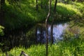 Native plants - Potomac River -2 Royalty Free Stock Photo