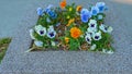 Orange, blue and white with purple centers of wild pansys VÃÂ­ola trÃÂ­color blooming on a stone rectangular granite flowerbed