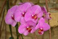 A Group of Bright Pink Orchids