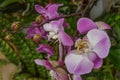 A Trio of Bright Pink Orchids