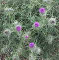 A group of bright purple thistles amongst sharp pointed green leaves
