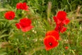 Group of bright red poppies Royalty Free Stock Photo