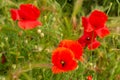 Group of bright red poppies Royalty Free Stock Photo