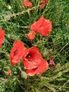 A group of bright red wild Papayeraceae poppies growing in a meadow. Royalty Free Stock Photo