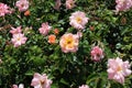 A group of Bright and Shiny Rose bushes with an abundance of flowers, with a wasp collecting pollen