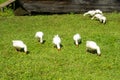 A group of bright white geese eating green gras in the field on