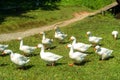 A group of bright white geese going over the green gras in the f