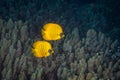 A group of bright yellow butterfly fish swims along a coral reef in the Red Sea Royalty Free Stock Photo