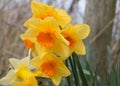 A group of bright yellow daffodil flowers, Narcissus, blooming in the spring sunshine, close-up Royalty Free Stock Photo