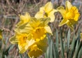 A group of bright yellow daffodil flowers, Narcissus, blooming in the spring sunshine