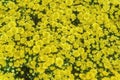 Group of yellow flower as blackground