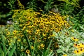 Group of bright yellow flowers of Rudbeckia, commonly known as coneflowers or  black-eyed-susans,  in a sunny summer garden, in so Royalty Free Stock Photo